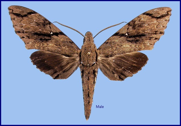 Male Cerberonoton rubescens rubescens. Photo: &copy; NHMUK