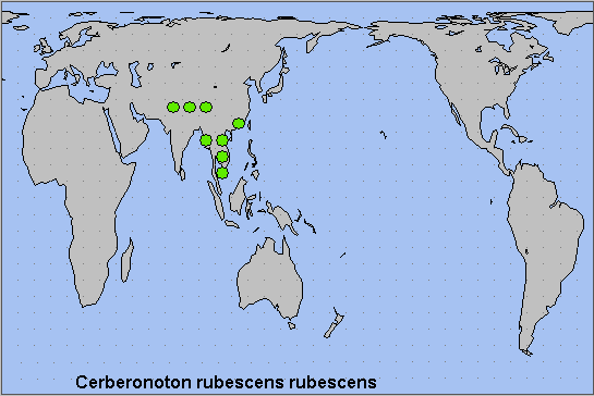 Global distribution of Cerberonoton rubescens rubescens. Map: &copy; NHMUK.