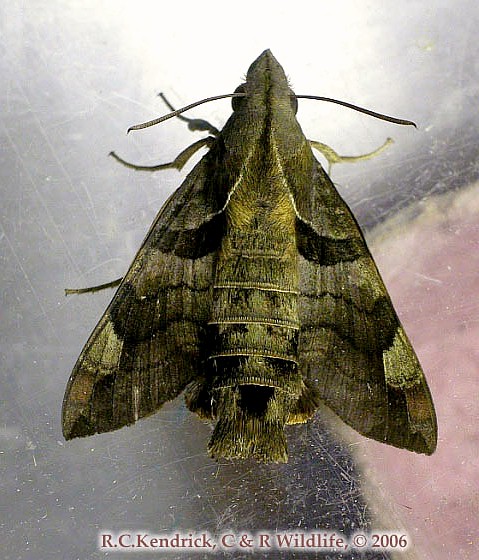 Adult Macroglossum saga, Hong Kong. Photo: &copy; Roger Kendrick.