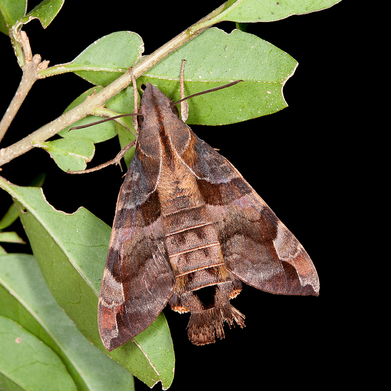 Adult Macroglossum saga, Tatachia, Nantou Hsien, Taiwan. Photo: &copy; Shipher Wu.