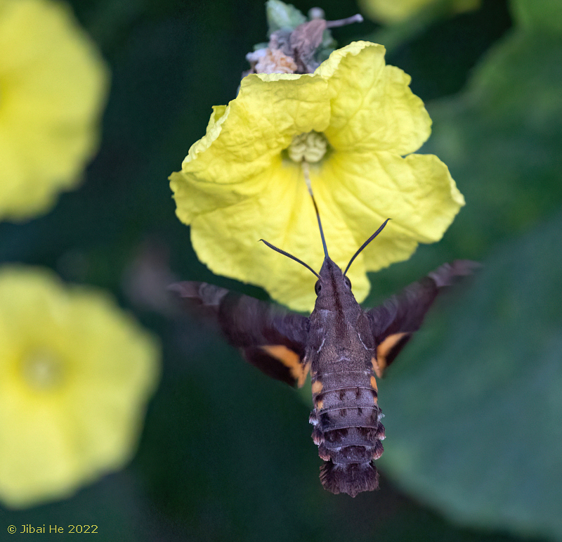 Macroglossum saga feeding from Luffa acutangula, Beiji Island, Zhejiang, China, 23.ix.2022. Photo: &copy; He Jibai, 2022.