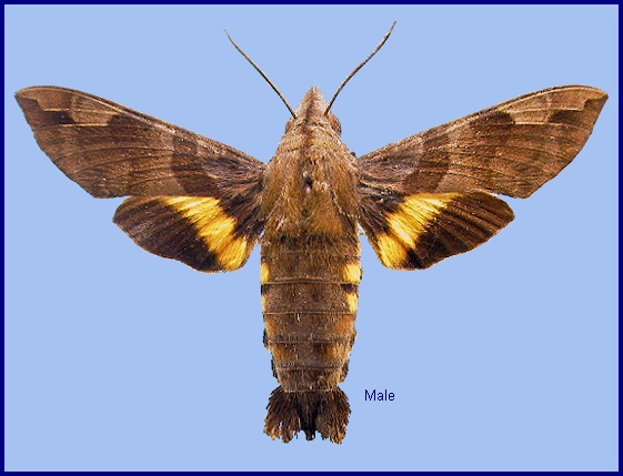 Male Macroglossum saga. Photo: &copy; NHMUK