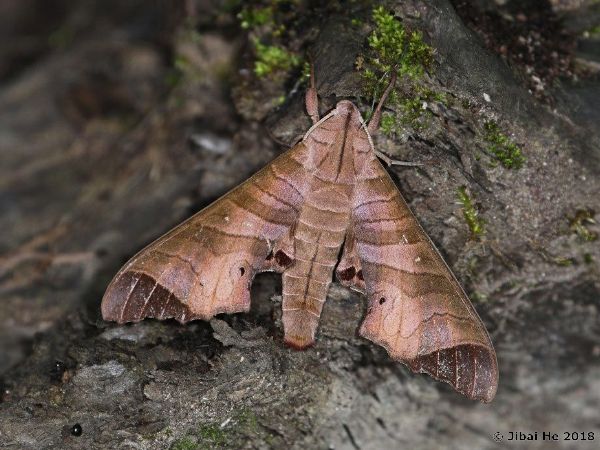 Resting male Marumba saishiuana saishiuana, Mt. Xiling Xueshan, Dayi, Sichuan, China, 1000m. Photo: &copy; He JiBai, 2018.