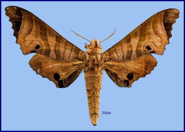 Male Marumba saishiuana saishiuana. Photo: &copy; NHMUK