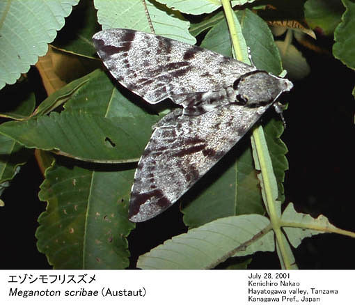 Resting Notonagemia scribae, Japan. Photo: &copy; Kenichiro Nakao.