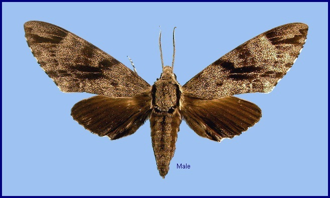 Male Notonagemia scribae. Photo: &copy; NHMUK