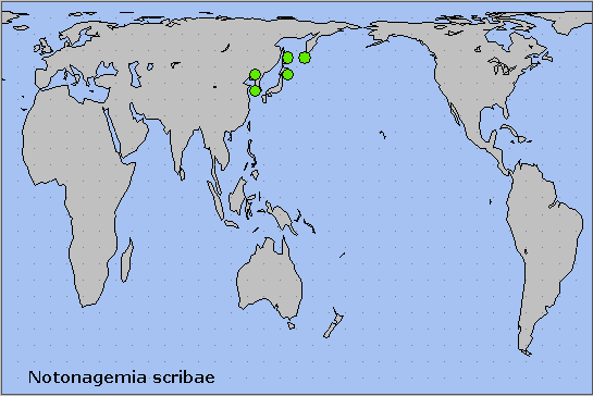 Global distribution of Notonagemia scribae. Map: &copy; NHMUK.