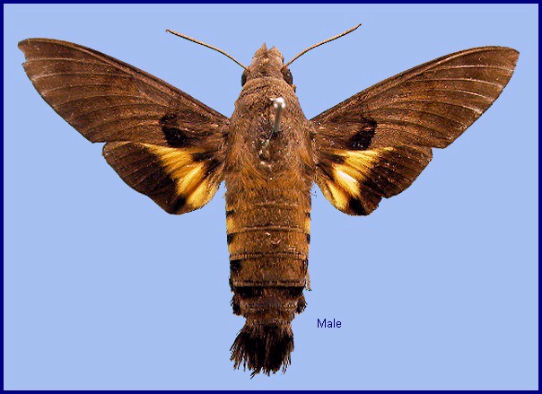 Female Macroglossum semifasciata. Photo: &copy; NHMUK