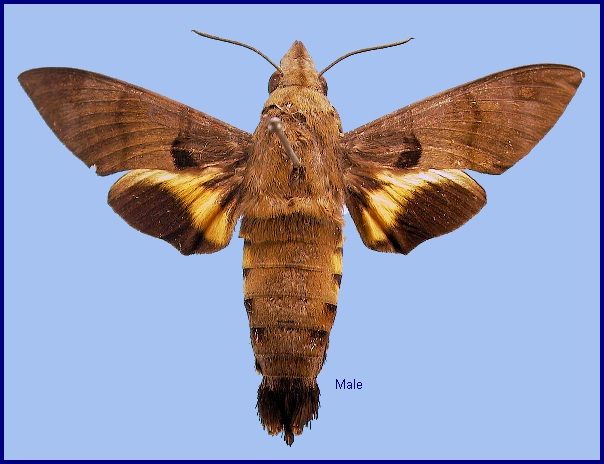 Male Macroglossum semifasciata. Photo: &copy; NHMUK
