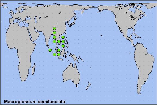 Global distribution of Macroglossum semifasciata. Map: &copy; NHMUK.