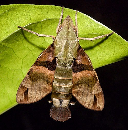 Female Macroglossum sitiene, Singapore. Photo: &copy; Leong Tzi Ming.