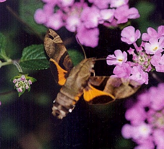 Adult of Macroglossum sitiene at Lantana, Hong Kong, China. Photo: &copy; Kent H. K. Li.