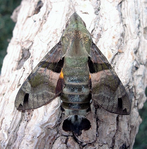 Male Macroglossum sitiene, Bangkok, Thailand. Photo: &copy; Tony Pittaway.