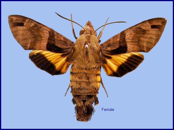 Faded female Macroglossum sitiene. Photo: &copy; NHMUK