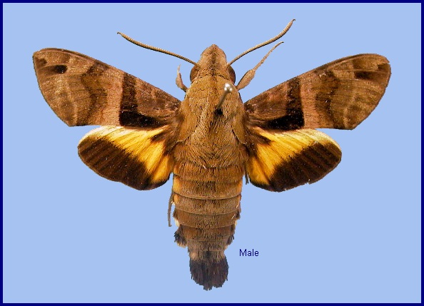 Faded male Macroglossum sitiene. Photo: &copy; NHMUK