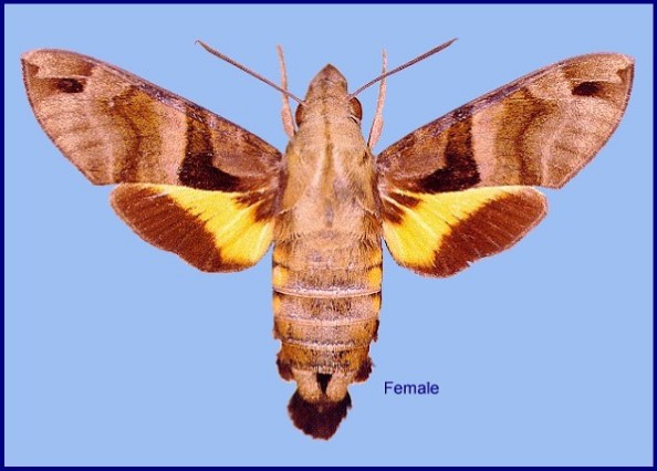 Fresh female Macroglossum sitiene, Hong Kong, China. Photo: &copy; John Tennent