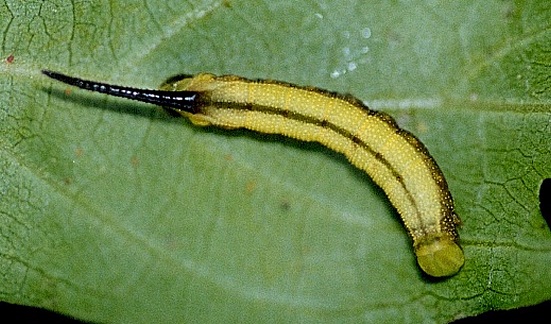 3rd-instar larva of Macroglossum sitiene on Paederia foetida, Hong Kong, China. Photo: &copy; Kent H. K. Li.