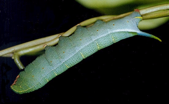 Full-grown blue-green larva of Macroglossum sitiene on Paederia foetida, Hong Kong, China. Photo: &copy; Kent H. K. Li.