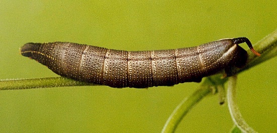 Full-grown brown larva of Macroglossum sitiene on Paederia foetida, Hong Kong, China. Photo: &copy; Kent H. K. Li.