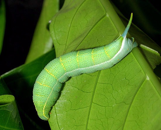 Full-grown green larva of Macroglossum sitiene, Singapore. Photo: &copy; Leong Tzi Ming.