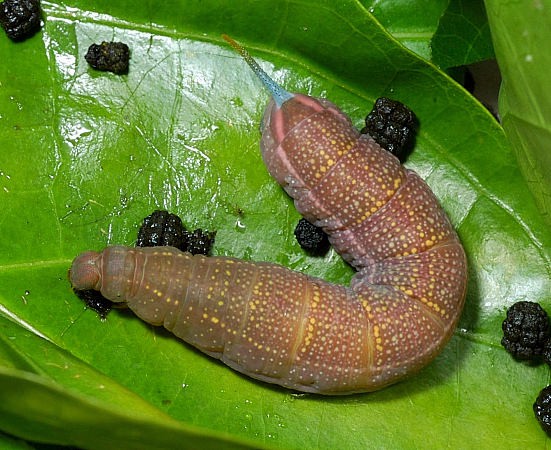 Pre-pupation larva of Macroglossum sitiene, Singapore. Photo: &copy; Leong Tzi Ming.