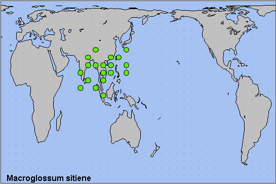Global distribution of Macroglossum sitiene. Map: &copy; NHMUK.