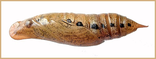 Pupa of Macroglossum sitiene (lateral view), Bangkok, Thailand. Photo: &copy; Tony Pittaway.