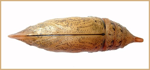 Pupa of Macroglossum sitiene (ventral view), Bangkok, Thailand. Photo: &copy; Tony Pittaway.