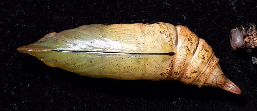 Pupa of Macroglossum sitiene, Singapore. Photo: &copy; Leong Tzi Ming.