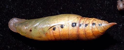 Pupa of Macroglossum sitiene, Singapore. Photo: &copy; Leong Tzi Ming.