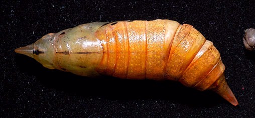 Pupa of Macroglossum sitiene, Singapore. Photo: &copy; Leong Tzi Ming.
