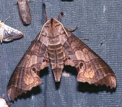 Adult Marumba spectabilis spectabilis, Thailand. Photo: &copy; Ian Kitching
