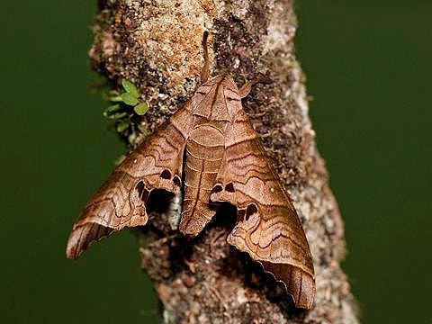 Resting Marumba spectabilis spectabilis, Bukit Fraser, Malaysia. Photo: &copy; CheongWeei Gan.