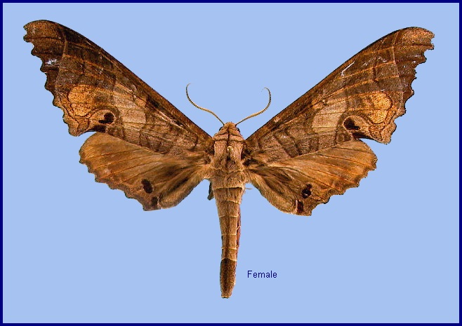Female Marumba spectabilis spectabilis. Photo: &copy; NHMUK