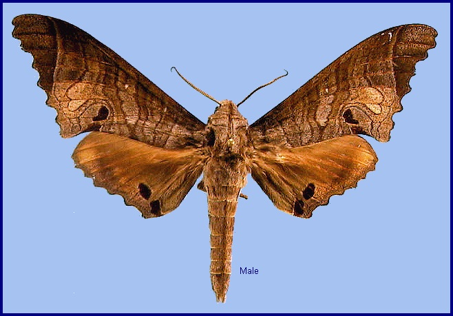 Male Marumba spectabilis spectabilis. Photo: &copy; NHMUK