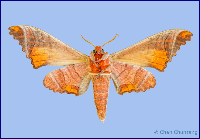Marumba spectabilis spectabilis (underside), Kuocang Mountain Nature Reserve, Zhejiang, China, 2020. Photo: &copy; Chen Chuntang.