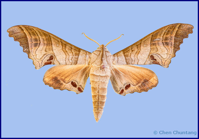 Marumba spectabilis spectabilis, Kuocang Mountain Nature Reserve, Zhejiang, China, 2020. Photo: &copy; Chen Chuntang.