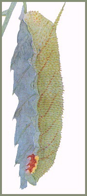 Full-grown green form larva of Marumba spectabilis spectabilis. Image: Mell, 1922b