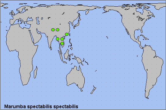 Global distribution of Marumba spectabilis spectabilis. Map: &copy; NHMUK.
