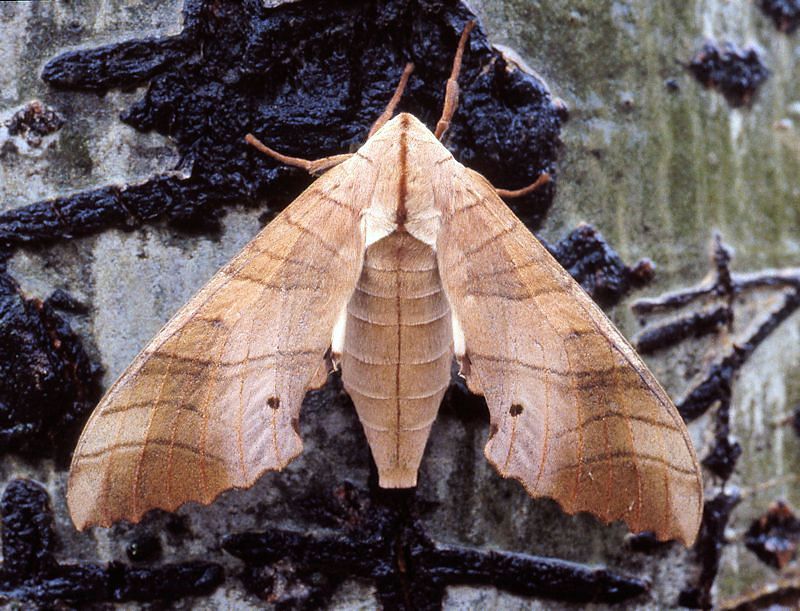 Adult female Marumba sperchius sperchius, 30 km N Huangling, Shaanxi, China, 24.vii.1995. Photo: &copy; Tony Pittaway