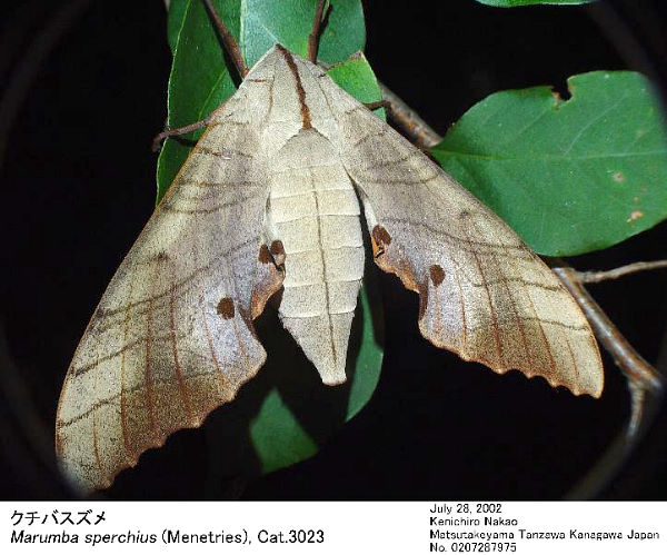 Resting female Marumba sperchius sperchius, Japan. Photo: &copy; Kenichiro Nakao.