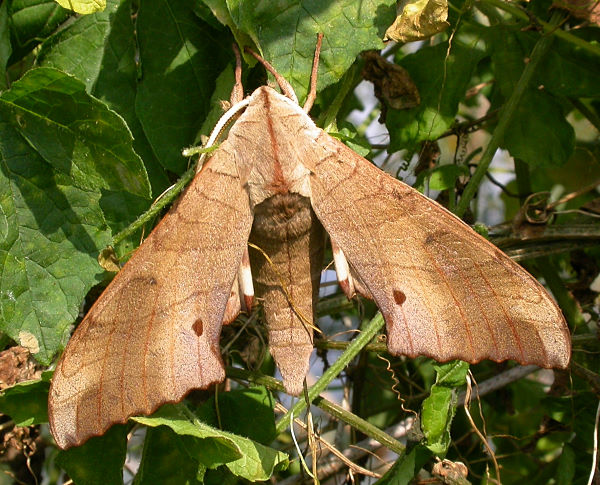 Resting male Marumba sperchius sperchius, Taiwan. Photo: &copy; Felix Lin.