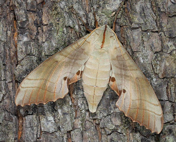 Resting female Marumba sperchius sperchius, Honshu, Japan. Photo: &copy; Jean Haxaire.