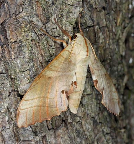 Resting female Marumba sperchius sperchius, Honshu, Japan. Photo: &copy; Jean Haxaire.