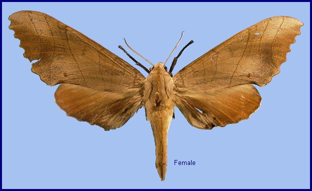 Female Marumba sperchius sperchius. Photo: &copy; NHMUK