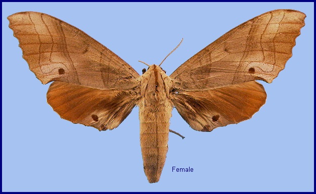 Female Marumba sperchius sperchius. Photo: &copy; NHMUK
