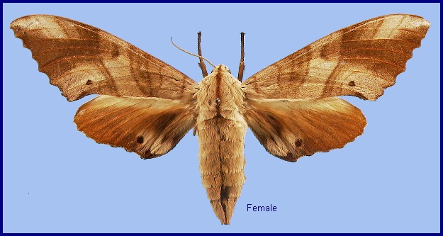 Female Marumba sperchius sperchius. Photo: &copy; NHMUK