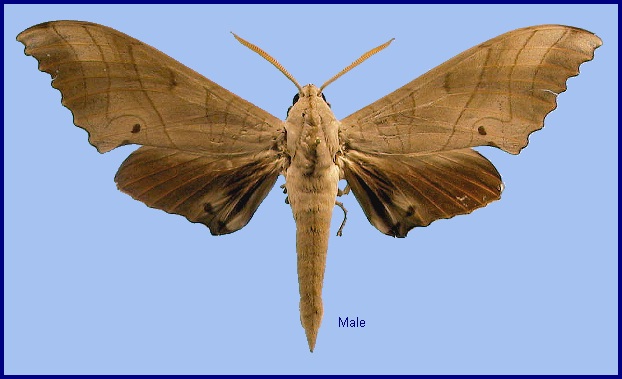 Male Marumba sperchius sperchius. Photo: &copy; NHMUK