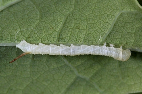 First-instar larva of Marumba sperchius sperchius, Honshu, Japan. Photo: &copy; Jean Haxaire.
