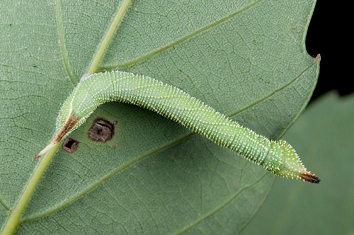 Third-instar larva of Marumba sperchius sperchius, Fushan Botanical Garden (700m), Yilan Hsien, Taiwan. Photo: &copy; Shipher Wu.